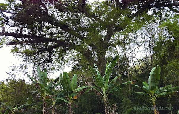 rafting past guango tree on the martha brae river jamaica