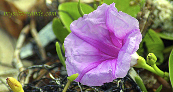 morning glory on the beach at silver sands jamaica