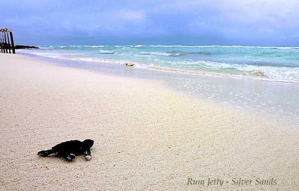 turtle on rum jetty beach, silver sands jamaica