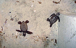new born turtles on the beach at rum jetty, silver sands jamaica